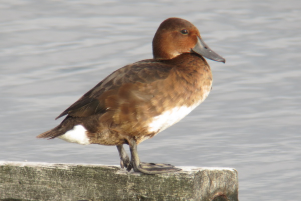 米子水鳥公園 メジロガモのメス か