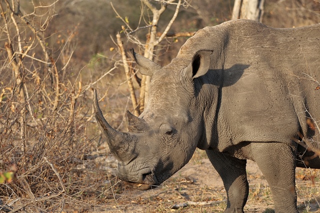 Big 5: Rinoceronte