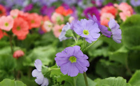 Poison Primrose