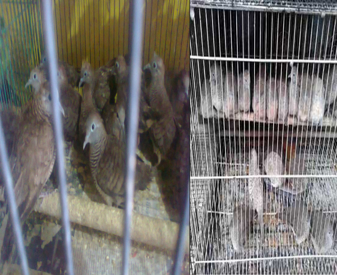 Cara Memilih Bakalan Perkutut Ombyokan Yang Bagus BURUNG