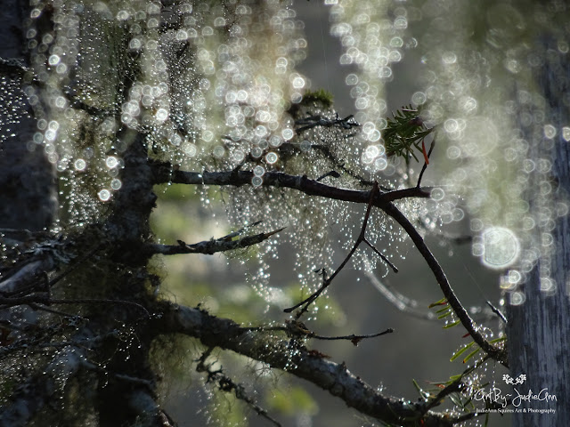 Beautiful tree lichen