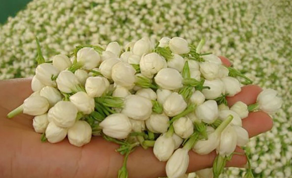 88 Arti Mimpi Mandi Kembang Melati Menurut Tafsir Primbon Dan Islam Mimpi Melihat Mandi