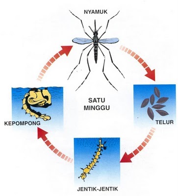 AdahLife: Apa itu Aedes?