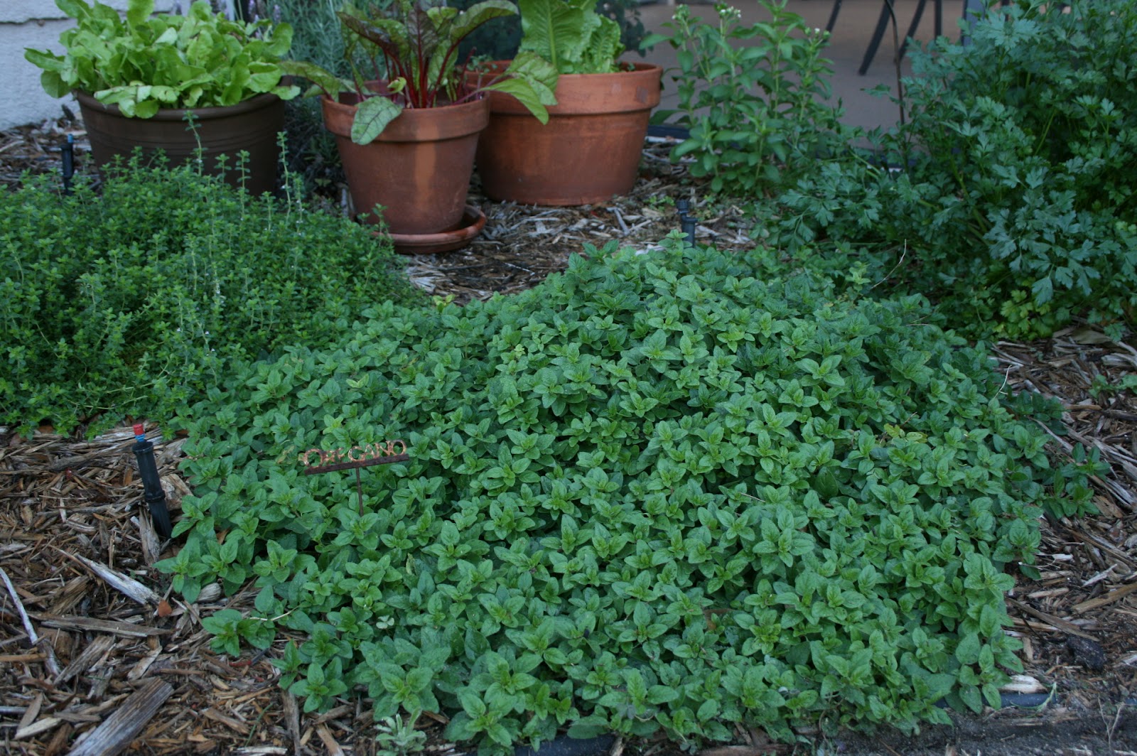 Temperate Climate Permaculture Permaculture Plant Oregano