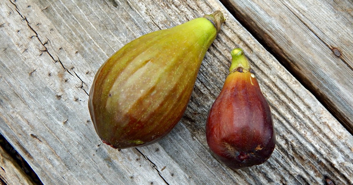 How to Grow Figs Proverbs 31 Homestead