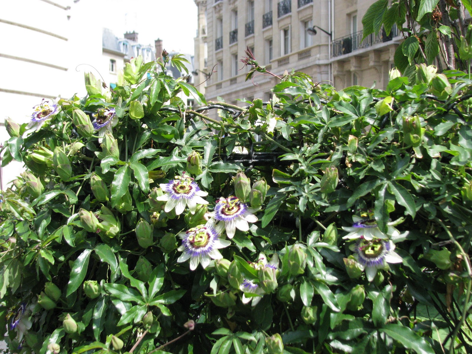 Isabel Ford Evergreen Flowering Vines Zone 7 Best Evergreen Flowering Plants This fragrant