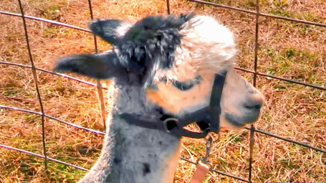 Alpaca Humming Call