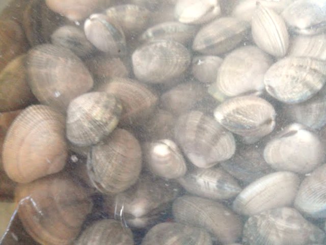 Clams soaking in salt water to get the grit out from Serena Bakes Simply From Scratch.