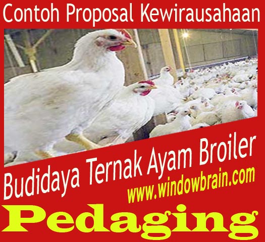 Contoh Proposal Kewirausahaan Budidaya Ternak Ayam