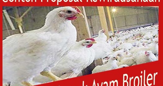 Contoh Proposal Kewirausahaan Budidaya Ternak Ayam