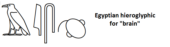 Hieroglyphic-brain