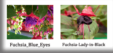 Fuchsia 