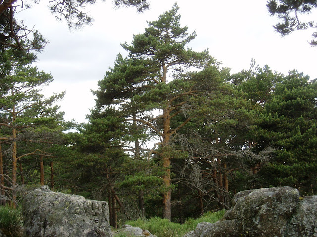 PINO SILVESTRE: Pinus sylvestris