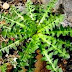 Ταραξάκο: Ένα θαυματουργό Ελληνικό φυτό. Οι θεραπευτικές του ιδιότητες