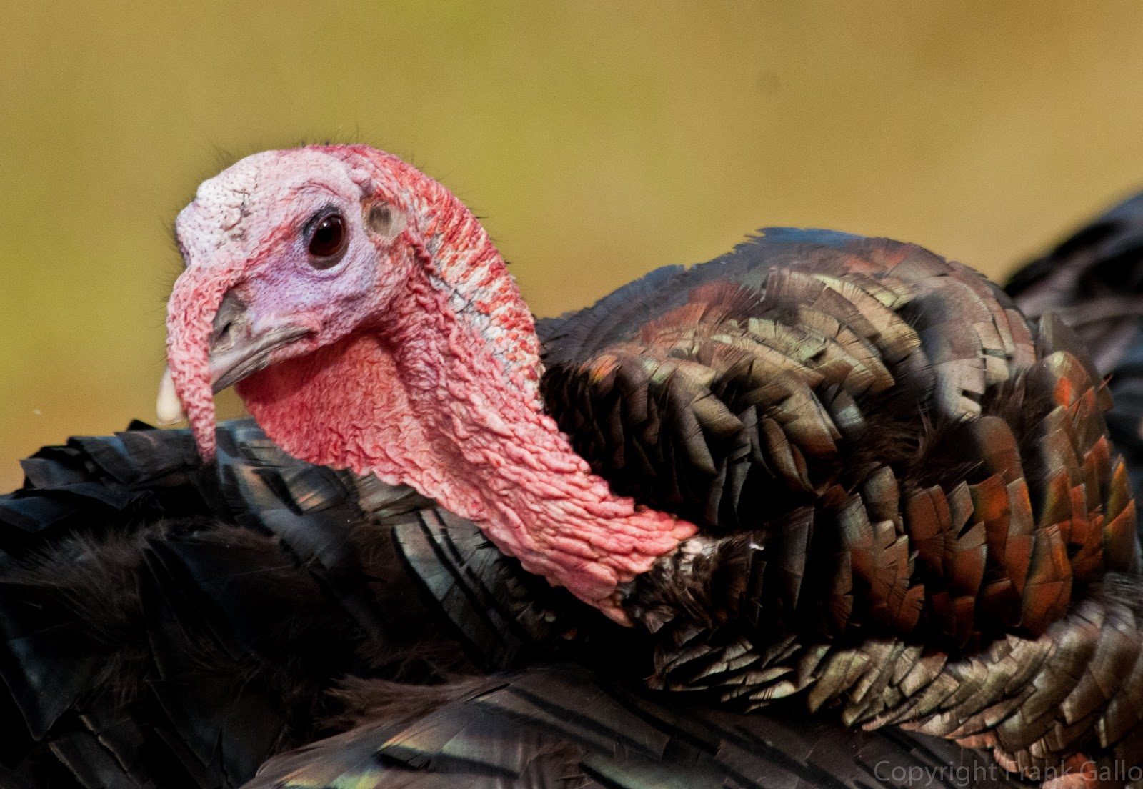 bird life Why are turkeys called turkeys?