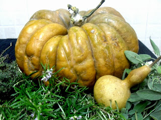 Calabazas del huerto.