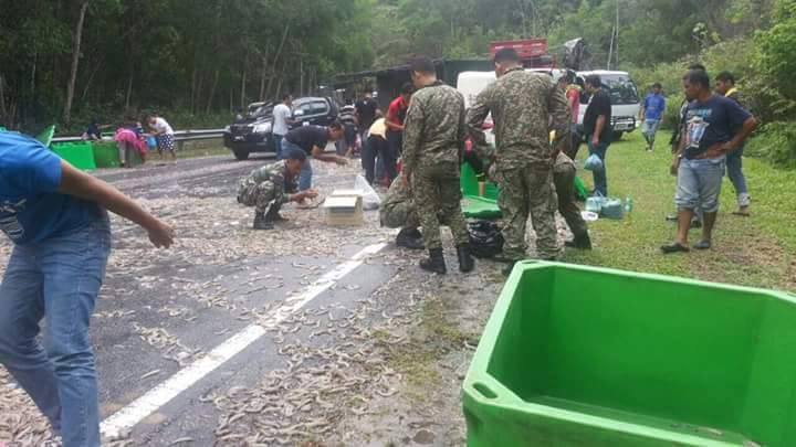 Lori udang terbalik, taukeh sedekahkan jutaan udang diatas jalan untuk dikutip