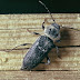 Bicho Taladro o Hylotrupes Bajulus