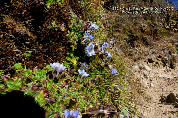 blue flowers called Gentian Flowers