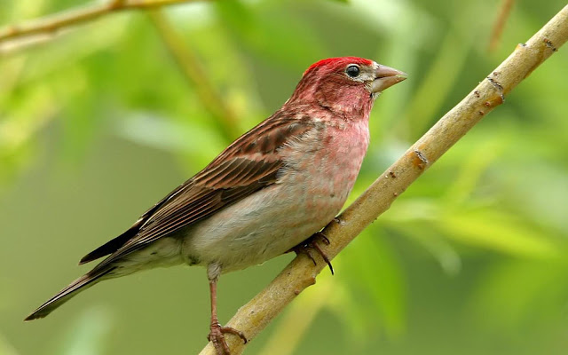 Bird In Everything: Picture Of A Finch Bird