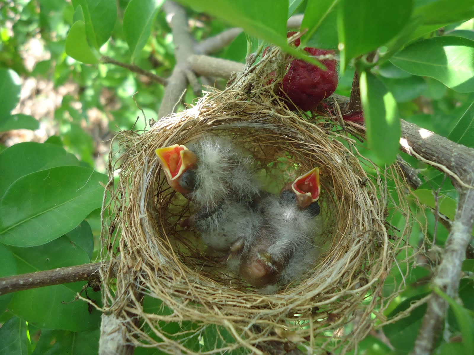 Filhotes de passarinho esperando alimentos