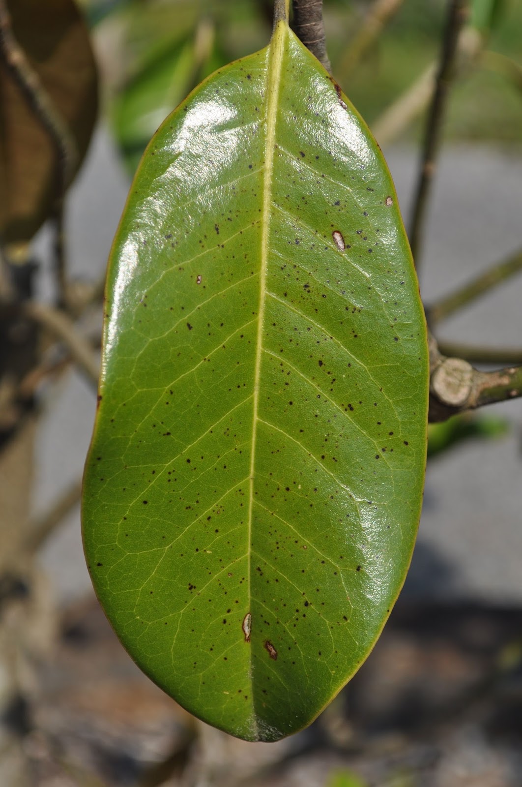 Wit's End Hope Springs Infernal