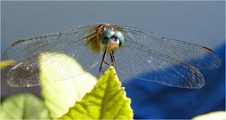 Dragonfly