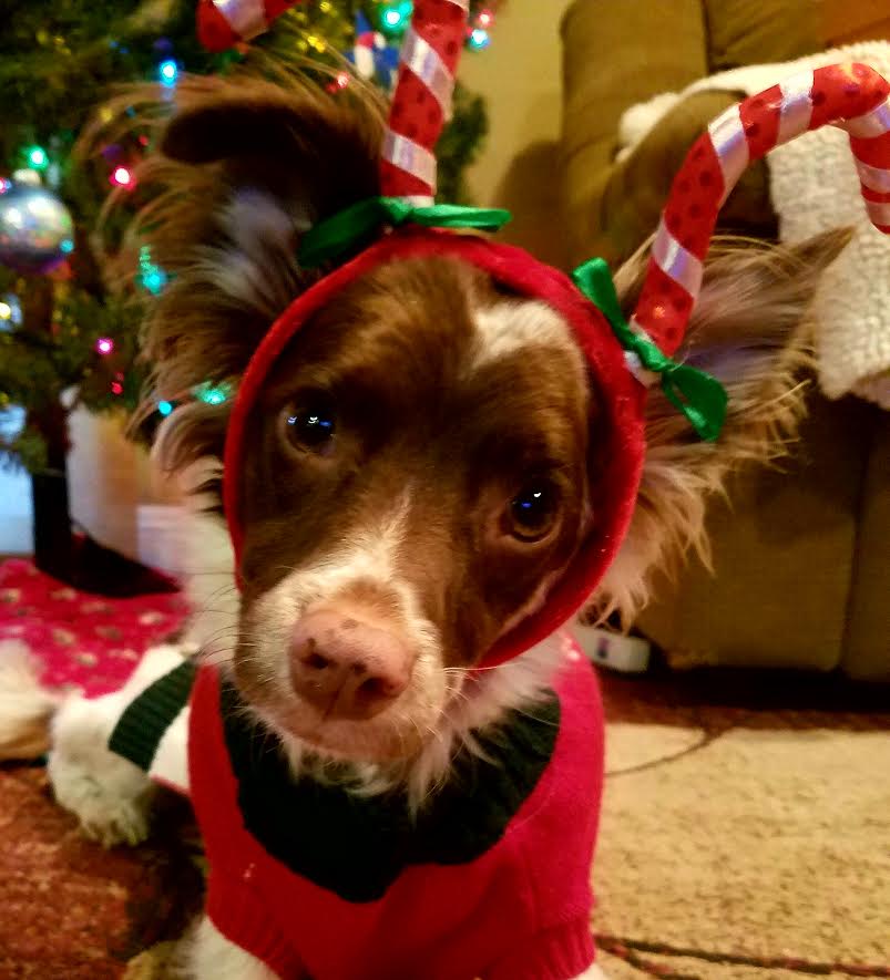 Giving Thanks To Pet Rescuers And Owners Of Special Needs Pets 
