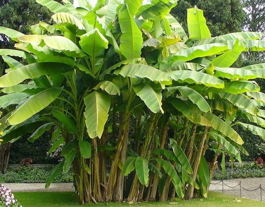 Pastor Walther s Meditations Lessons From A Banana Tree