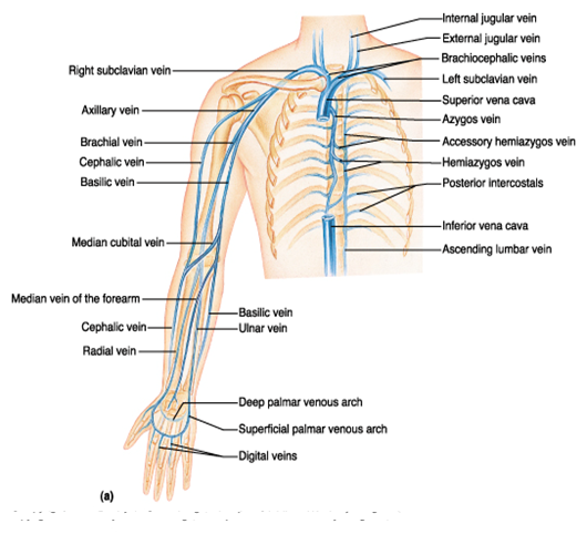 limb venous anatomy diagram blood supply venous drainage surface anatomy and nerve limb venous anatomy diagram blood supply venous drainage surface anatomy and nerve