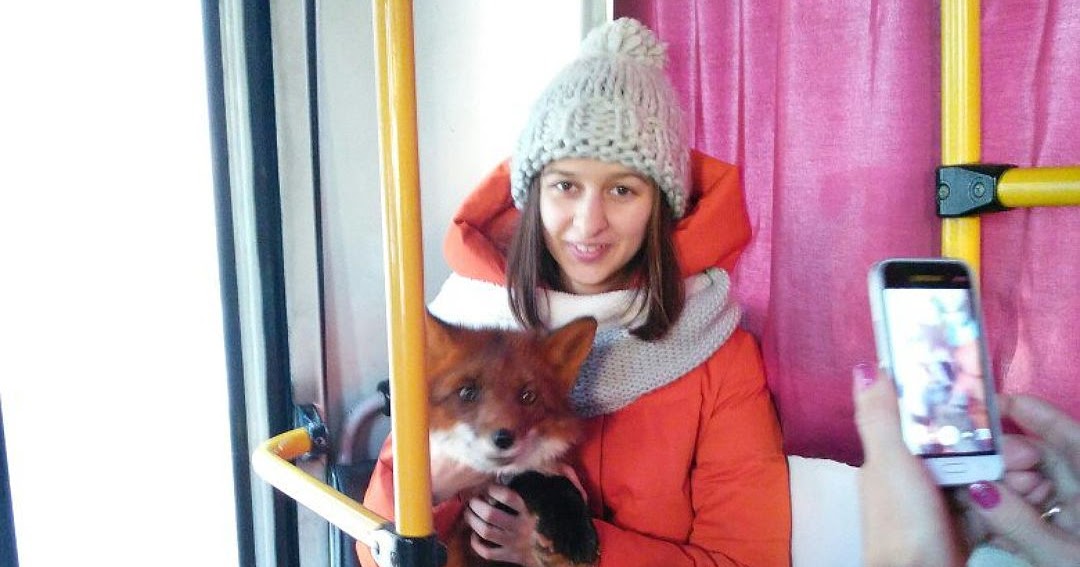 Лиса в электричке