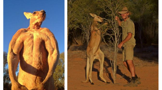 Kisah Viral Kangguru Berotot Dari Australia Yang Bernama Roger