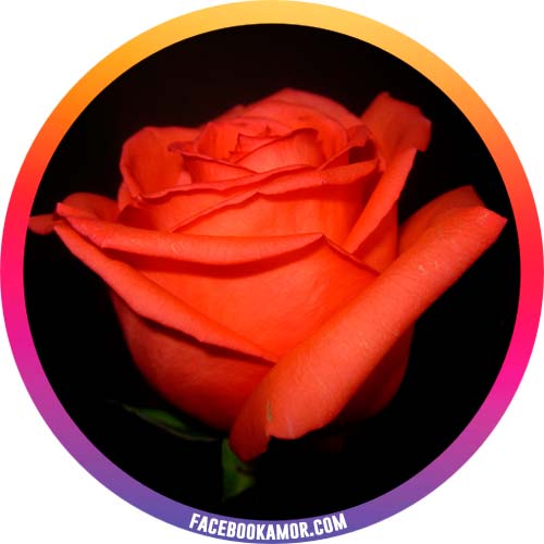 postales de rosa para perfil de instragram postales de rosa para perfil de instragram