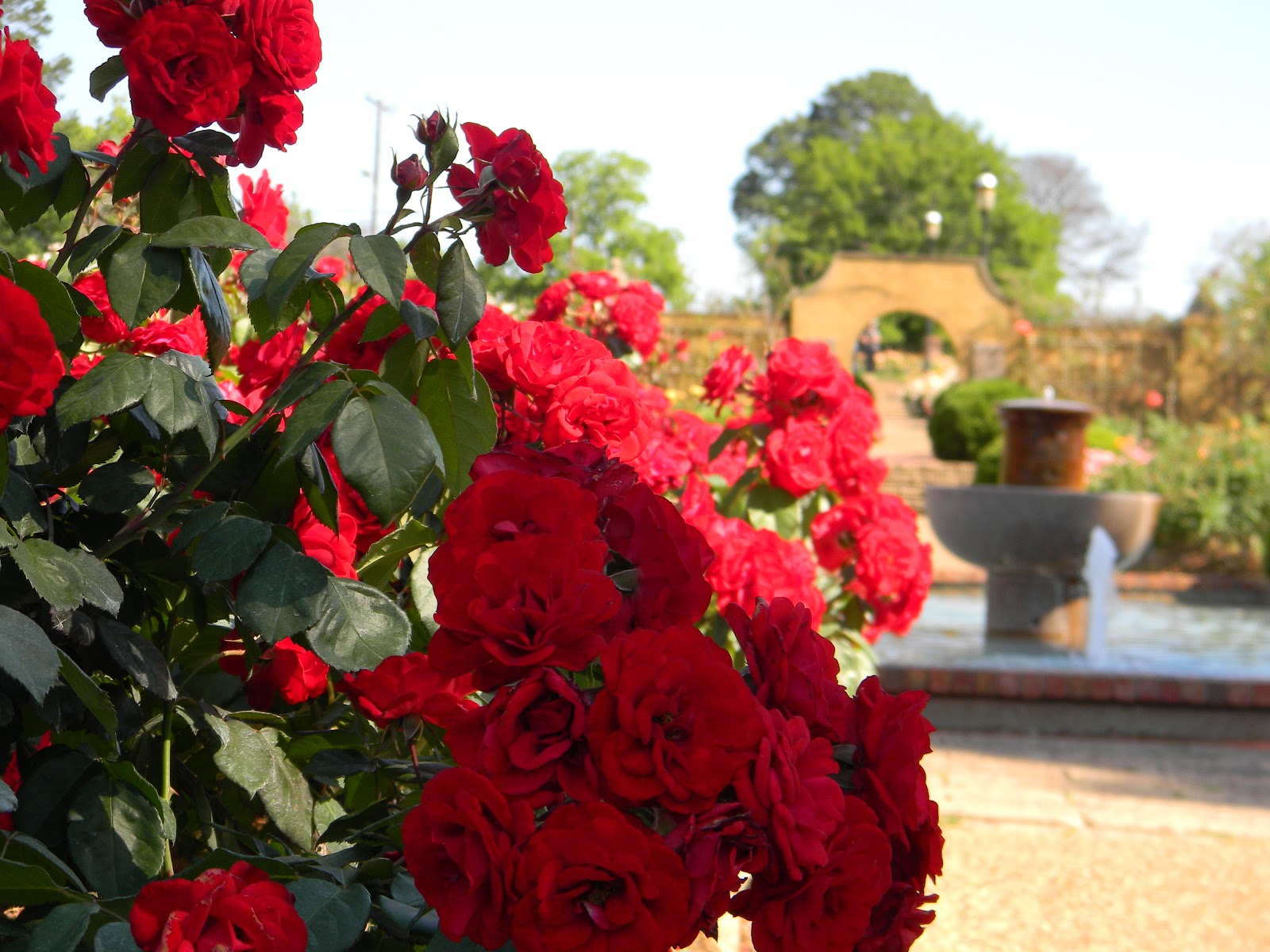 RVFulltimingLove Rose Garden, Tyler, Tx