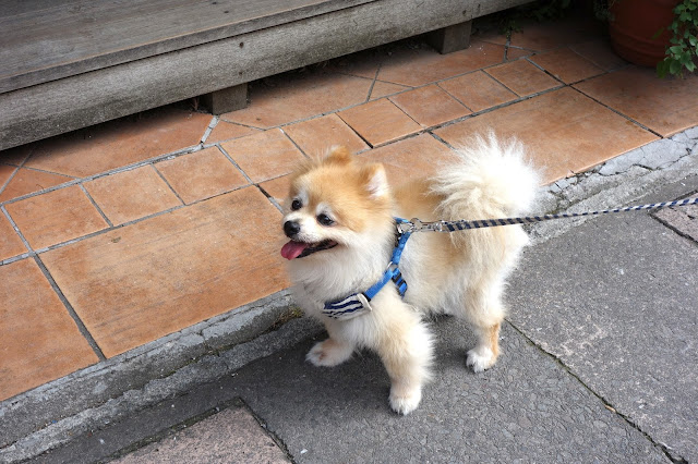 Cute Japanese dog