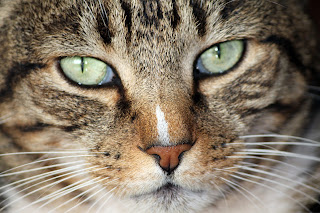 A toxoplasmose é transmitida por meio dos felinos, como gatos