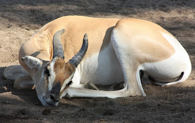 African Folktale Story, How Monkey Saved Baby Antelope from Certain Death teaches the skill of quick thinking will defeat stronger, faster adversaries African Folktale Story, How Monkey Saved Baby Antelope from Certain Death teaches the skill of quick thinking will defeat stronger, faster adversaries