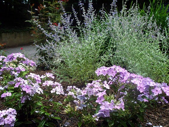 Russian Sage and Lilac Garden Phlox