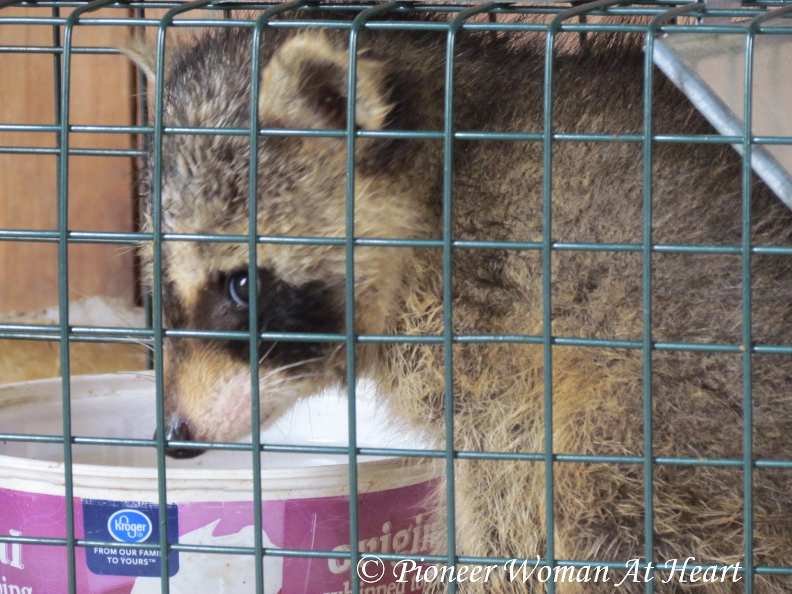 Raccoon Rescue & Other Farm/Family GoingsOn