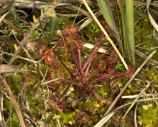 Round-leaved Sundew, Drosera rotundifolium.  Ashdown Forest, 17 August 2012.