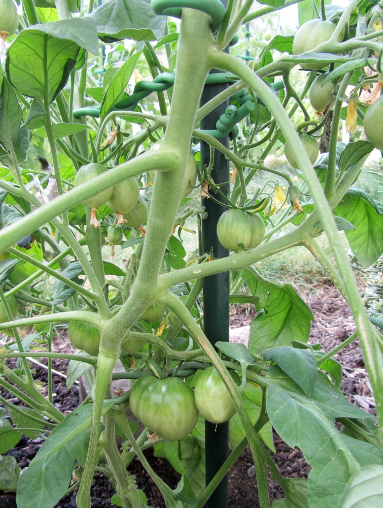 Pacific Northwest Gardener A Tale of Two Kimberleys The Case for