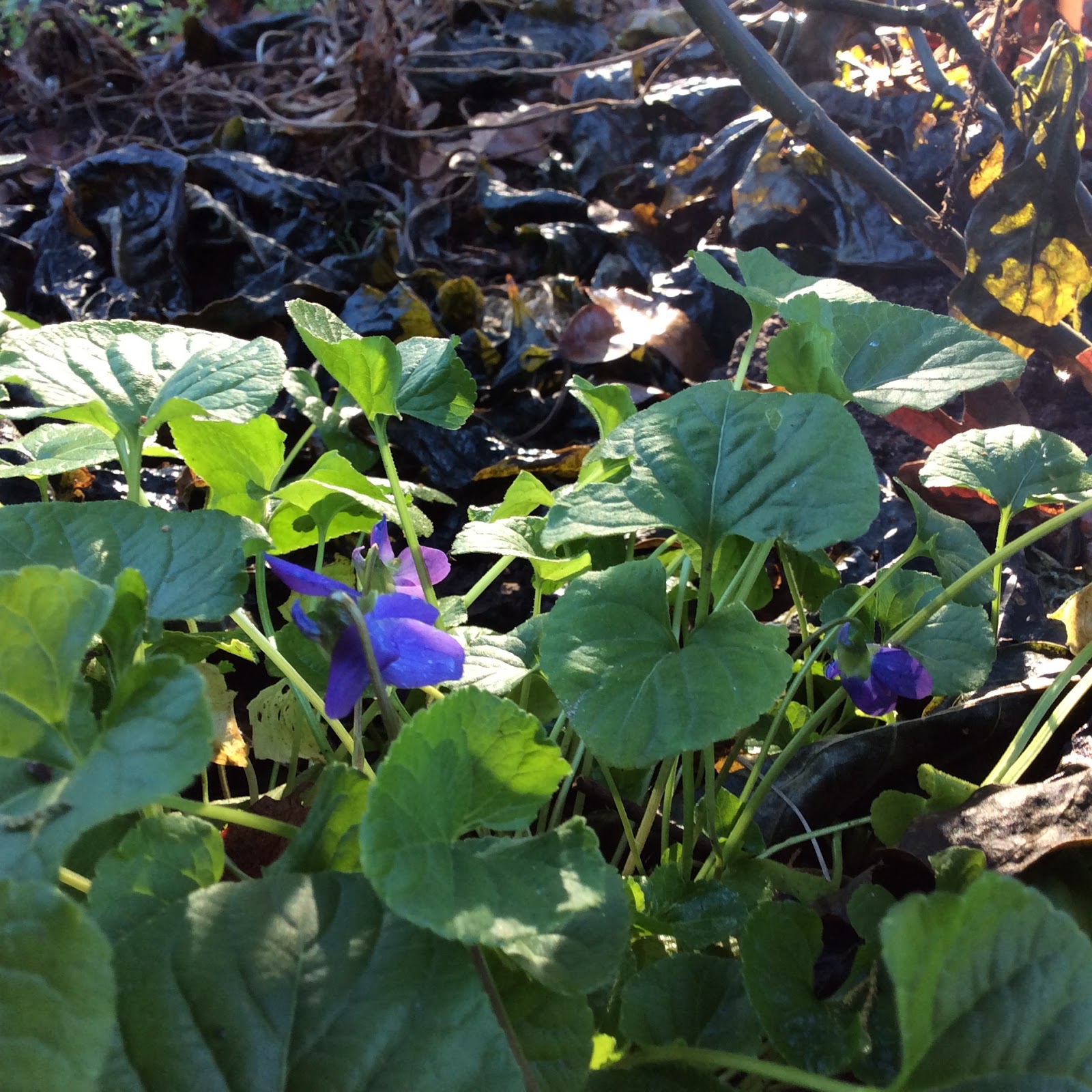 Lisa Bonassin's Garden Evergreen Woodland Violets