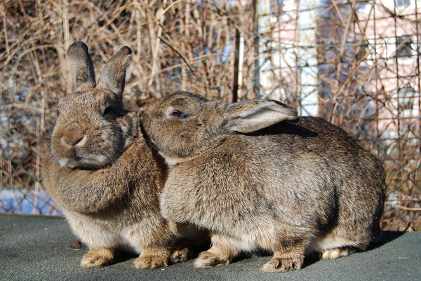 pet rabbit care illnesses common diseases