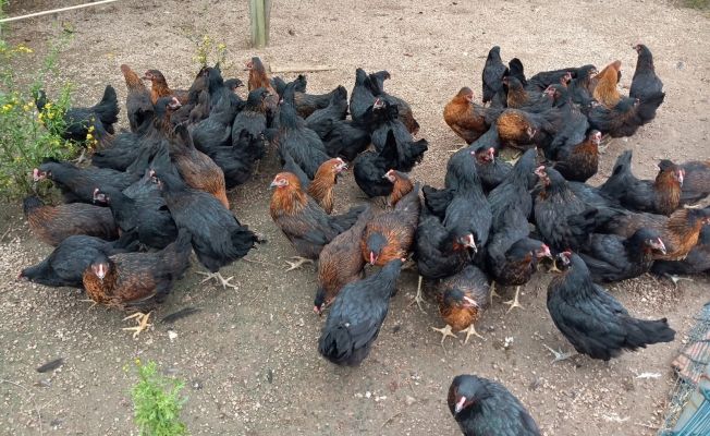 Denizli Gezen Tavuk Yumurtasi Yumurta Tavuk Cesitleri Ve Fiyatlari Denizli Gezen Tavuk Yumurtasi Yumurta Tavuk Cesitleri Ve Fiyatlari