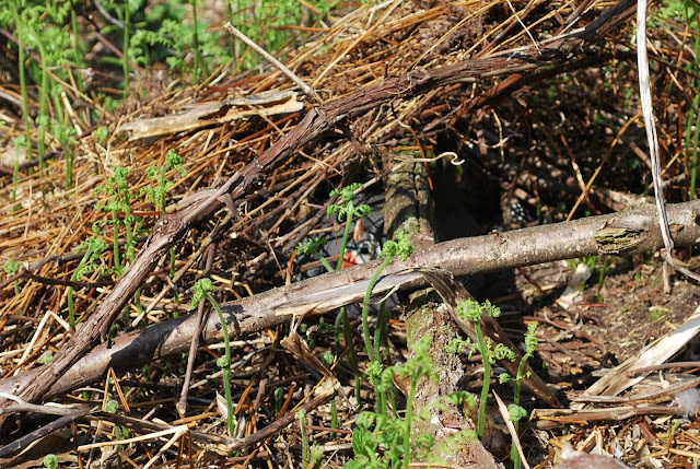 guinea hen in nest guinea nest branches