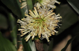 flor dracaena deremensis