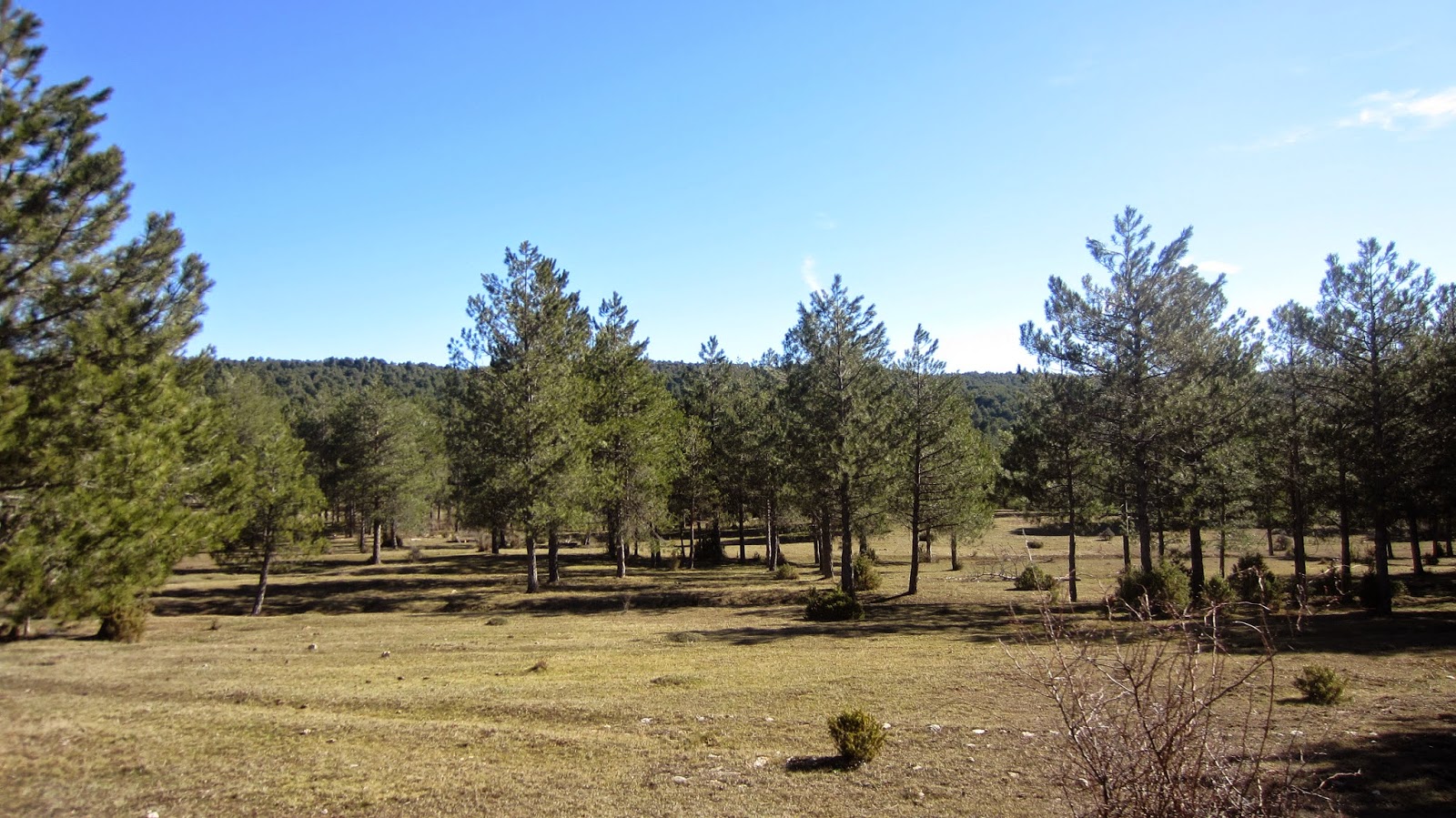 Peña del Acebo (VI)