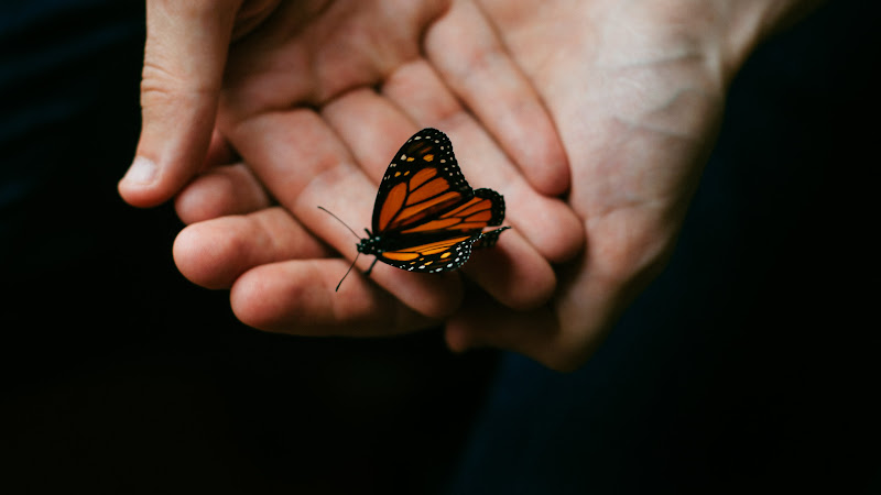 Butterfly on Hands