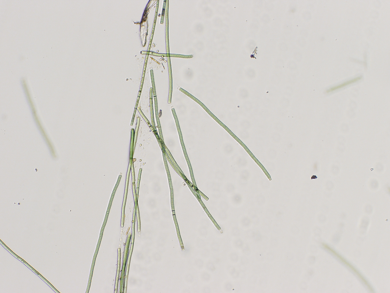 Two Years and Three Months of Cyanobacteria Chapter 20. Cyanobacteria