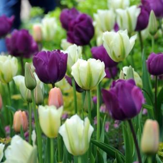 Pictures Of Flowers Jpg Pictures Of Flowers Jpg